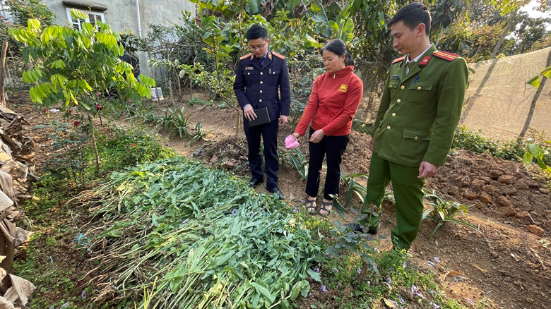 Lực lượng công an kiểm tra, thu giữ cây cần sa trong vườn nhà Nguyễn Thị Luấn. Lực lượng công an kiểm tra, thu giữ cây cần sa trong vườn nhà Nguyễn Thị Luấn.