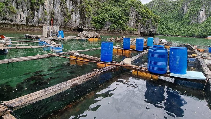 Lồng bè nuôi trồng thủy hải sản của ngư dân trên vịnh Lan Hạ, thị trấn Cát Bà (huyện Cát Hải, TP Hải Phòng). Lồng bè nuôi trồng thủy hải sản của ngư dân trên vịnh Lan Hạ, thị trấn Cát Bà (huyện Cát Hải, TP Hải Phòng).