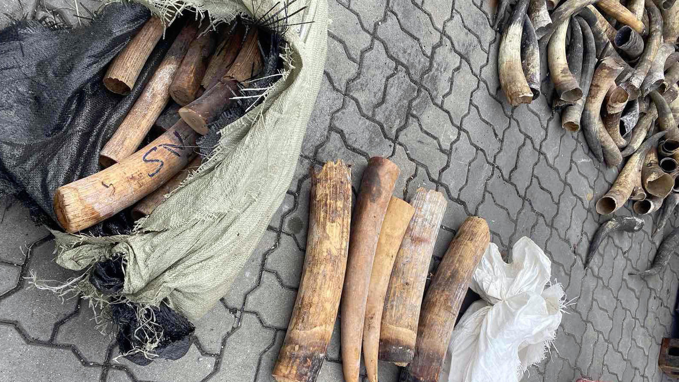 Ngà voi được trộn lẫn với sừng bò nuôi để trong container nhằm qua mặt lực lượng chức năng.