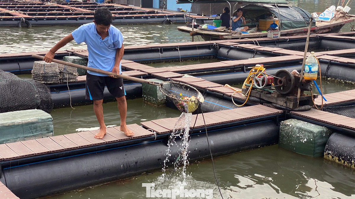 Ông Trần Văn Nhân vớt rác trong ô lồng vì phao nhựa liền khối khiến nước mặt tù đọng.