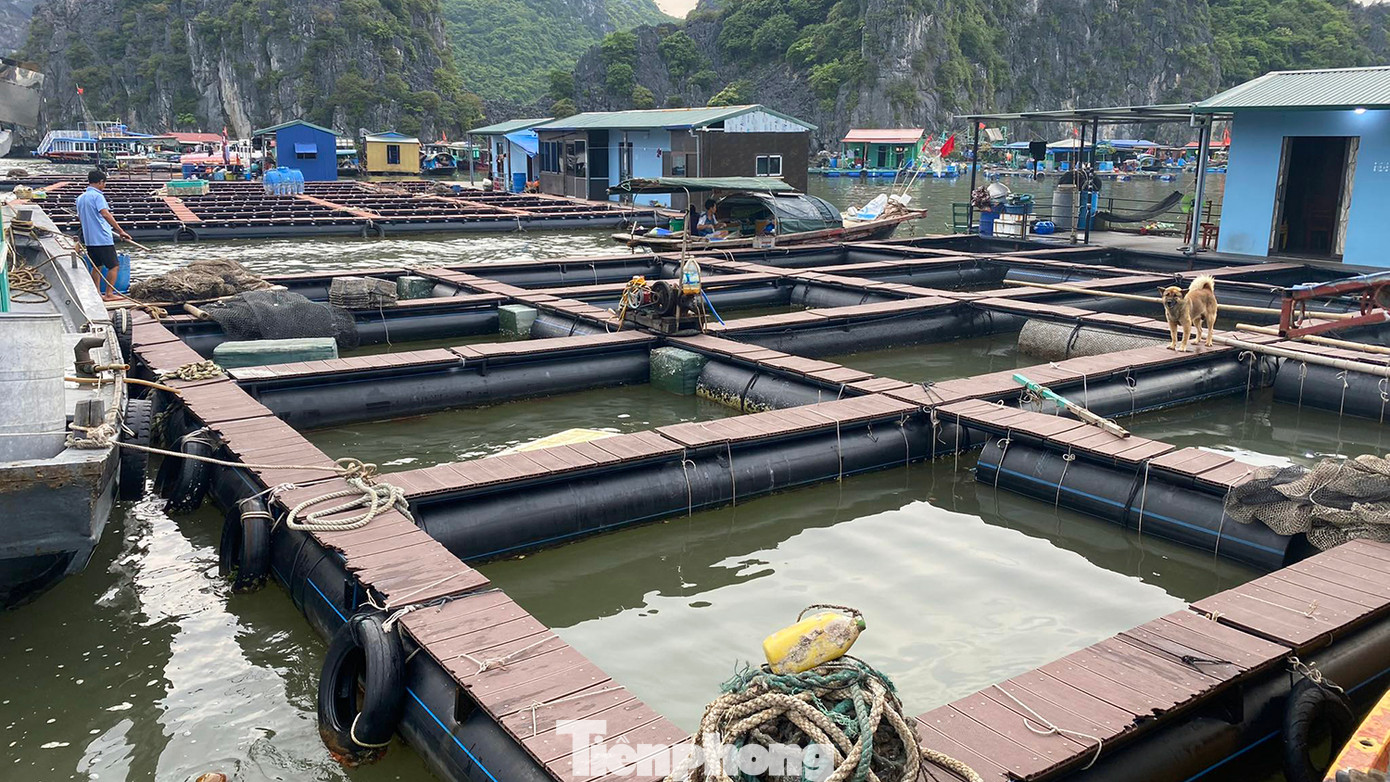 Về đề án nuôi trồng thủy sản lồng bè trên các vịnh, một công ty đã đóng mới 7/10 lồng bè bằng vật liệu nhựa HDPE cho các hộ dân. Trong đó, 9 gia đình đã đưa lồng bè mới vào sử dụng, còn một hộ chưa dám thả lưới nuôi cá trở lại.