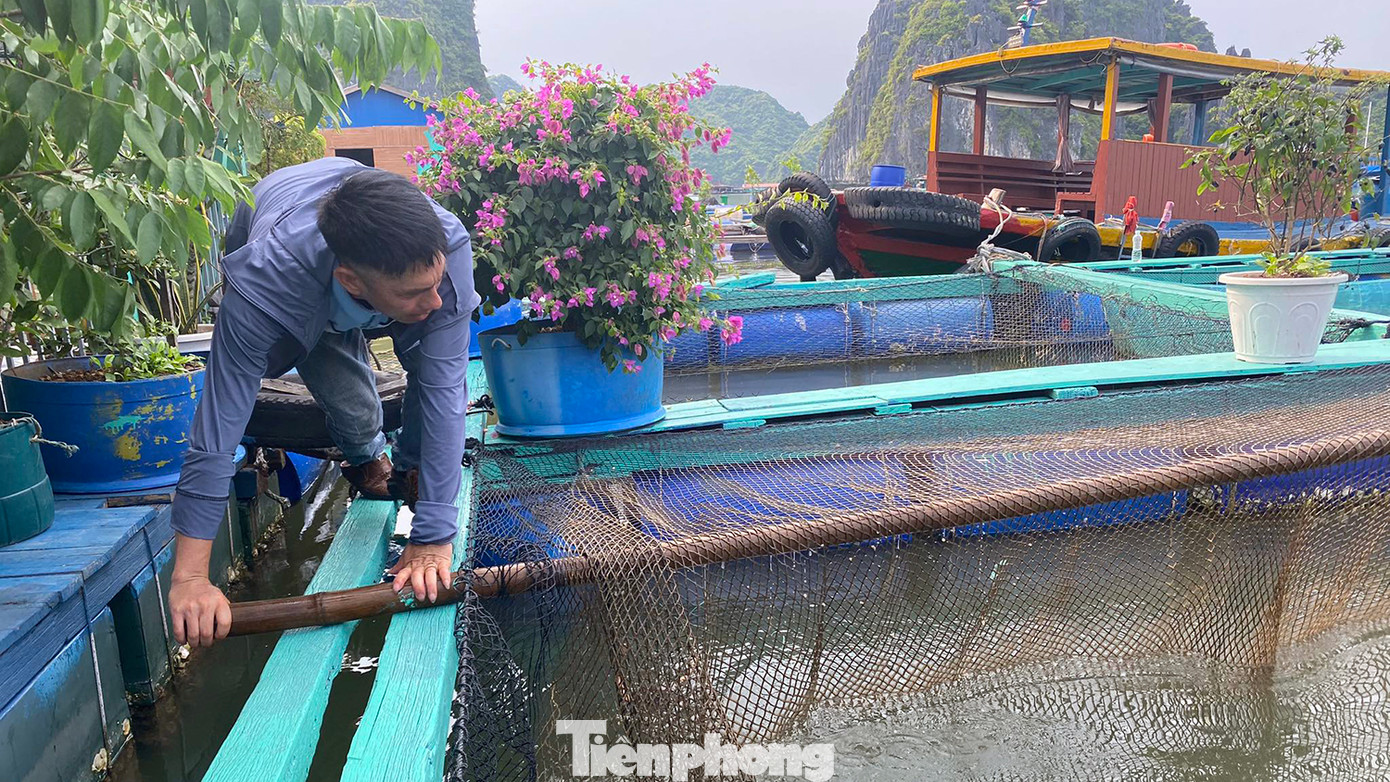 Ông Luyện cũng cho rằng, lồng bè bằng gỗ cũng thuận lợi cho người dân thả lưới, nuôi cá, thu hoạch và vệ sinh lưới khi cần thiết. Do đó, bà con mong muốn được thành phố chấp thuận phương án cải tạo sửa chữa, nâng cấp lồng bè bằng vật liệu gỗ, phao phuy nhựa để đảm bảo việc chăn nuôi có hiệu quả và đảm bảo thân thiện môi trường, cảnh quan.