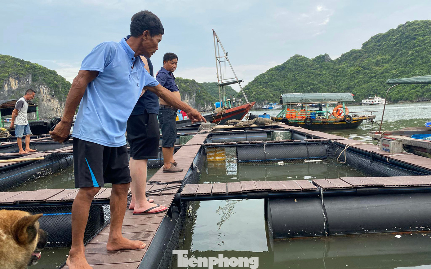 Ông Trần Văn Nhân (66 tuổi) cho biết, các sở, ngành chức năng thành phố hướng dẫn, khuyến khích bà con ưu tiên sử dụng vật liệu làm ô lồng, phao nổi bằng nhựa HDPE. Sau đó, công ty trên đã đóng mới ô lồng cho ngư dân với giá hơn 600 triệu đồng/lồng bè. Tuy nhiên, gia đình ông và các hộ mới thả lưới nuôi cá khoảng một năm đã xuất hiện nhiều bất cập.