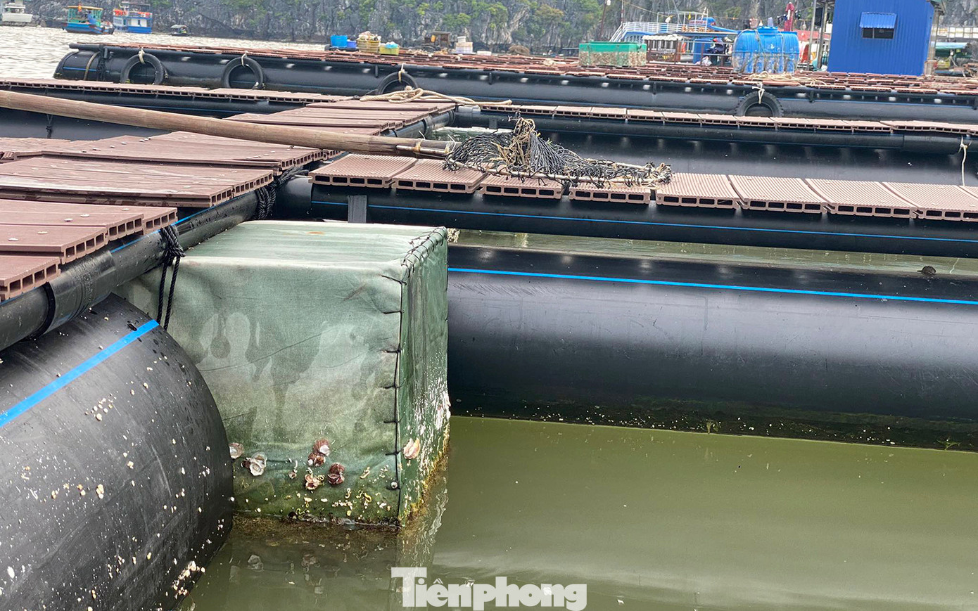 Theo ông Nhân, phao nổi bằng nhựa HDPE liền khối, không có ô thoáng khiến nước mặt tù đọng rác thải, vệt dầu loang. Lối ngăn giữa các ô lồng được kết nối bằng ống nhựa không phao nổi dẫn đến bị xiêu vẹo khi ông đi chăm cá, thả lưới, vệ sinh. Sau kiến nghị, nhân viên công ty xuống kiểm tra, lắp bổ sung phao nhựa, thậm chí bổ sung cả phao xốp.