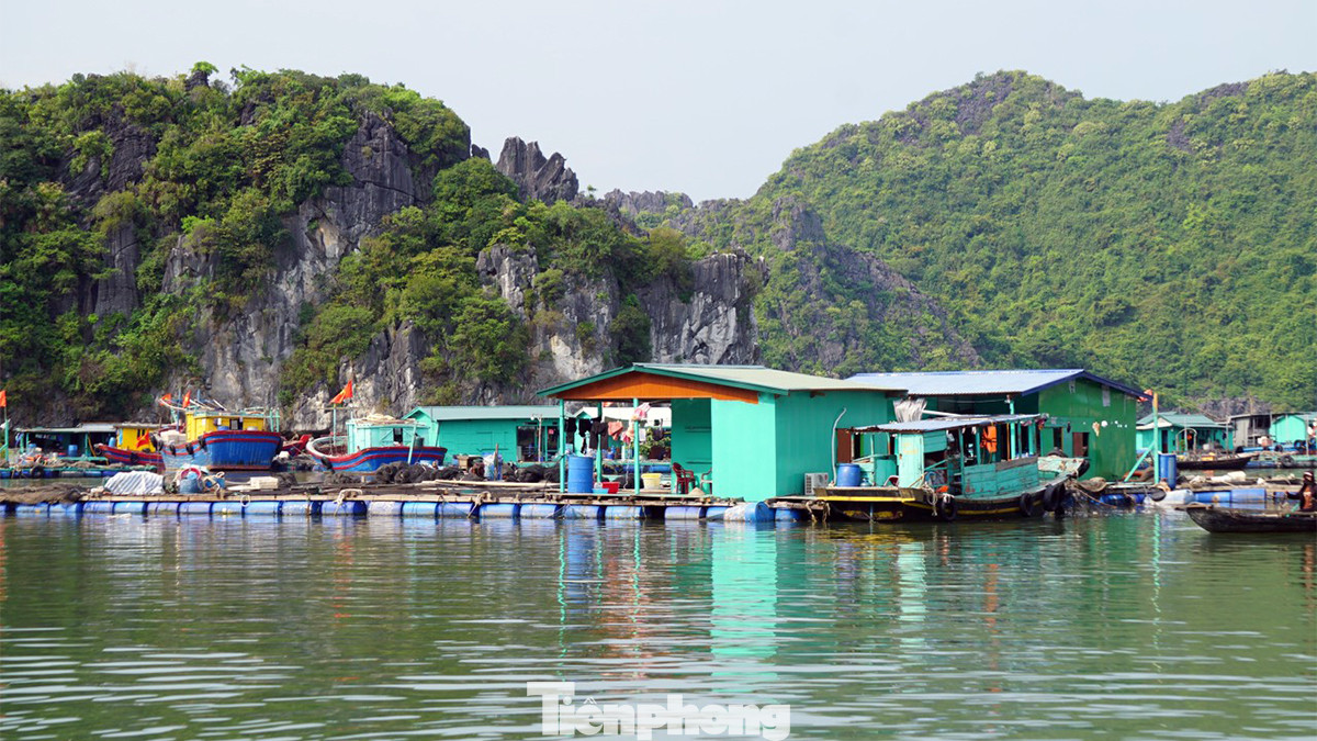 Thực hiện Nghị quyết 05 của TP. Hải Phòng về việc hỗ trợ tháo dỡ cơ sở nuôi trồng thủy sản và đề án nuôi trồng thủy sản lồng bè trên các vịnh thuộc quần đảo Cát Bà, đến hết tháng 5/2023, 419/440 lồng bè nuôi trồng thủy sản đã được tháo dỡ hoàn toàn.