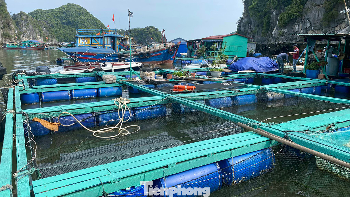 Ông Bùi Văn Luyện, một trong những người đầu tiên nuôi trồng thủy hải sản ở Cát Bà cho rằng, lồng bè bằng gỗ và phao nổi rất chắc bền, tiết kiệm chi phí, phao nổi bằng thùng phuy nhựa có khe thoáng giúp nước mặt lưu thông tránh tù đọng và giúp cá lớn nhanh.
