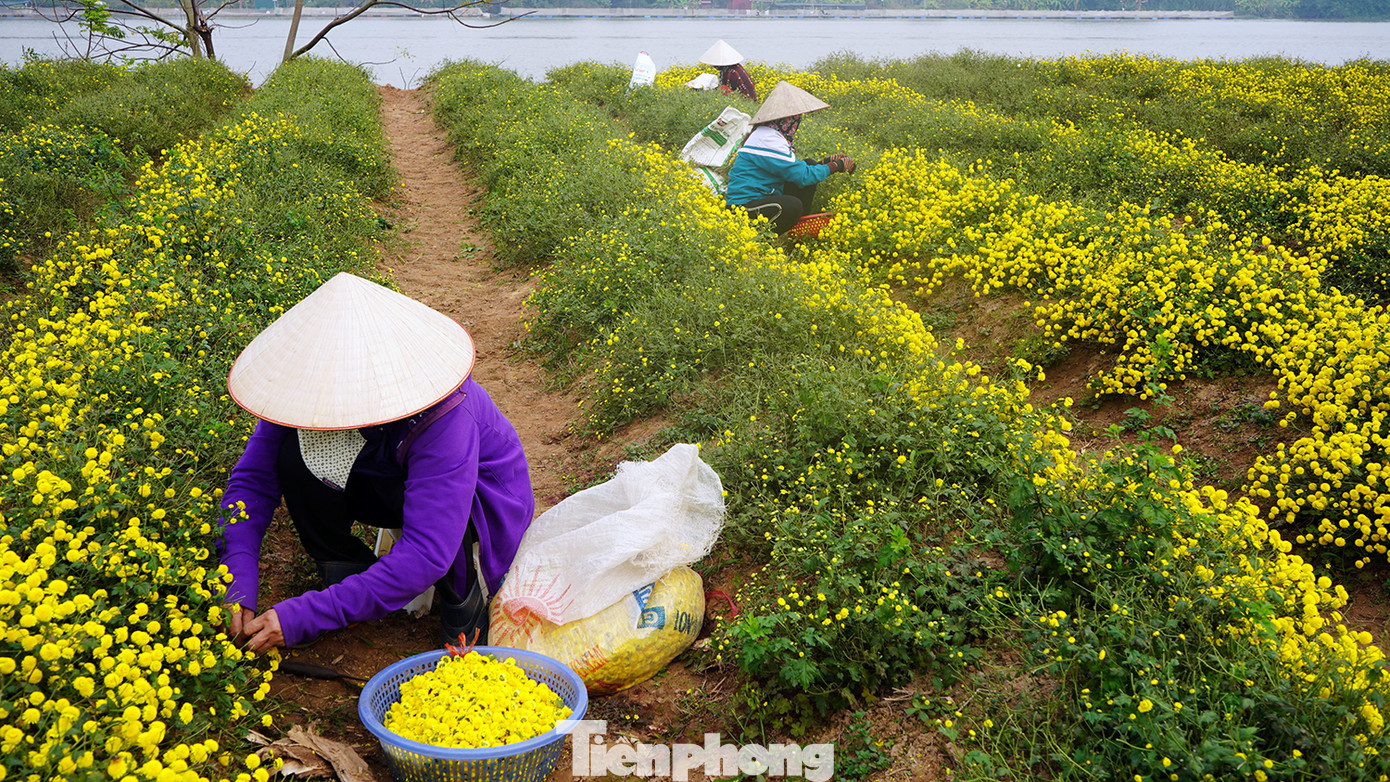 Những năm gần đây, người dân xã Thắng Thủy (huyện Vĩnh Bảo, TP Hải Phòng) chuyển sang trồng hoa cúc chi (hoàng cúc, kim cúc, cúc dược liệu hay còn được gọi là cúc tiến vua) thay vì trồng hoa cúc thông thường như trước.