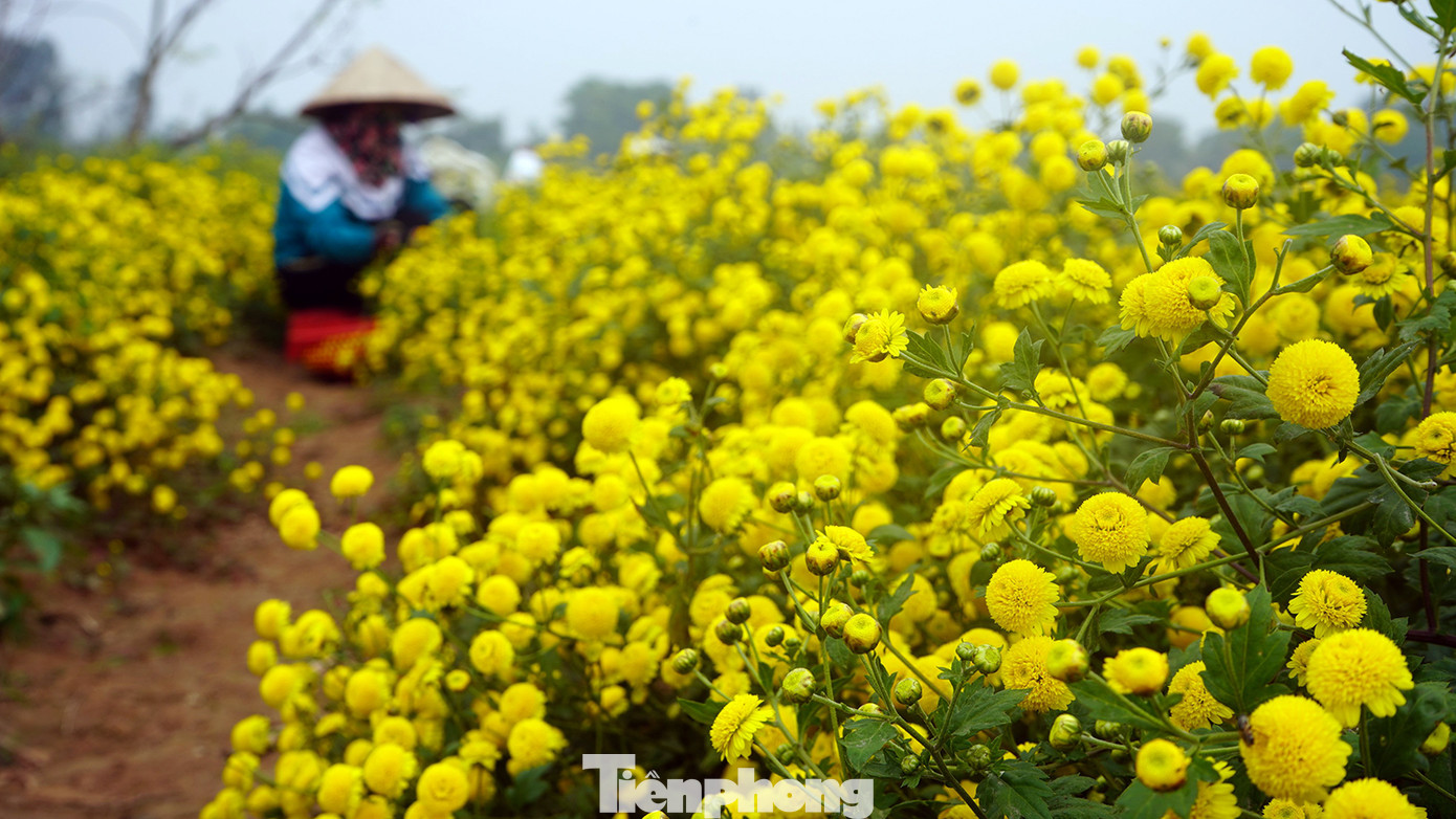 Khi ruộng hoa cúc nở được khoảng 80%, bà Mùi cùng các hộ trong làng khẩn trương thu hoạch bởi thời điểm hoa đang nở rộ mà chưa tàn là thời điểm hoa có chất lượng tốt nhất, không mất đi dược tính.