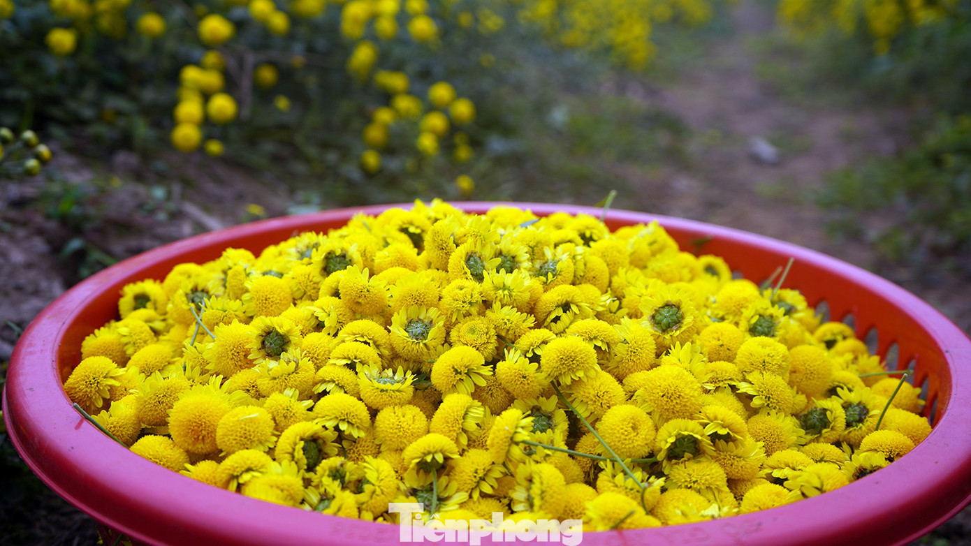 Sau khi được người dân hái từ ruộng về, hoa cúc sẽ được phơi nắng hoặc sử dụng máy sấy khô trước khi đóng gói thành phẩm.