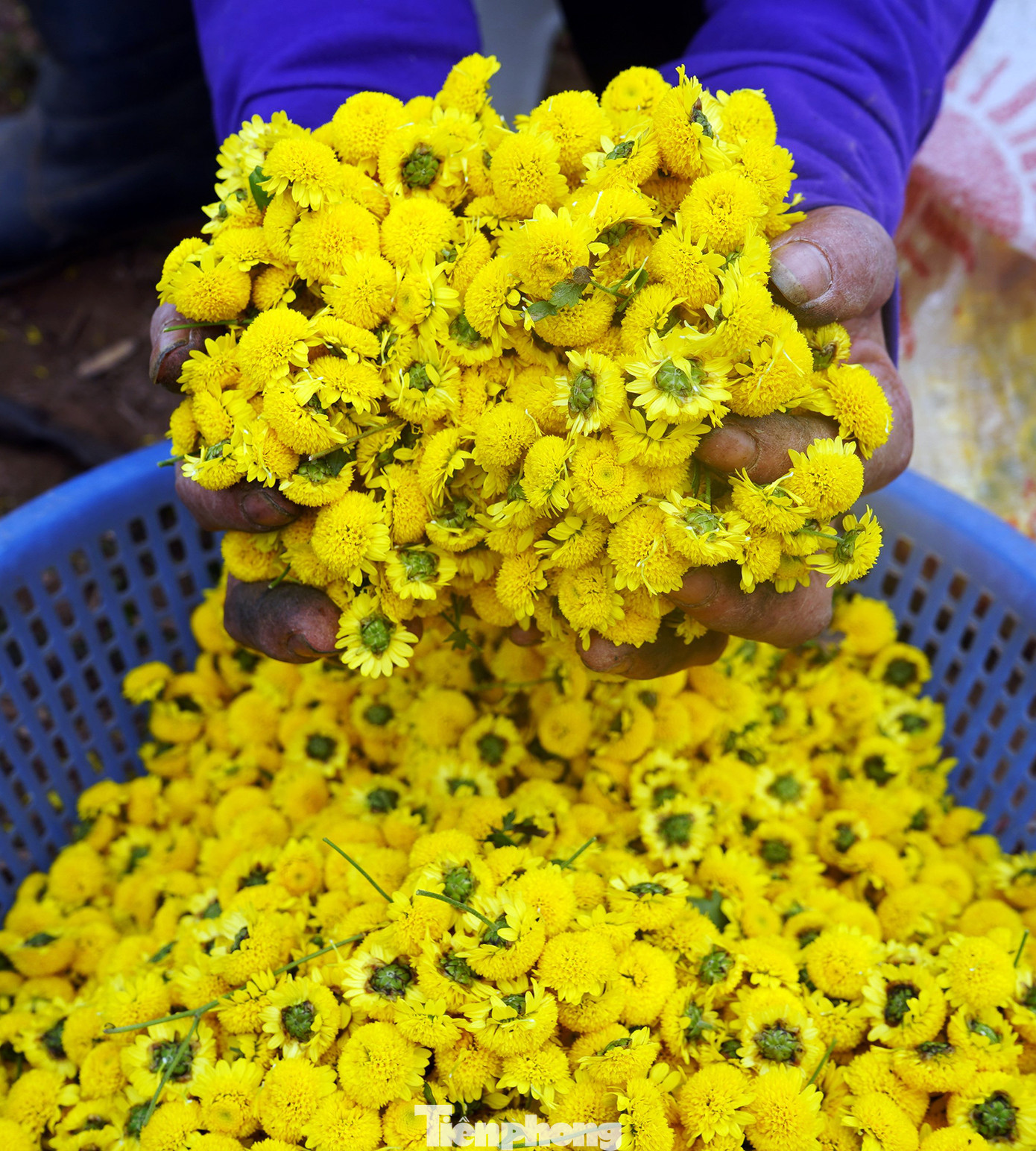 "Năm nay, do thời tiết không thuận lợi nên sản lượng giảm một chút, đạt khoảng 150kg hoa tươi/sào. Dịp Tết Nguyên đán Quý Mão 2023, là đợt người dân địa phương thu hoạch lần thứ 3", bà Phạm Thị Mùi nói.