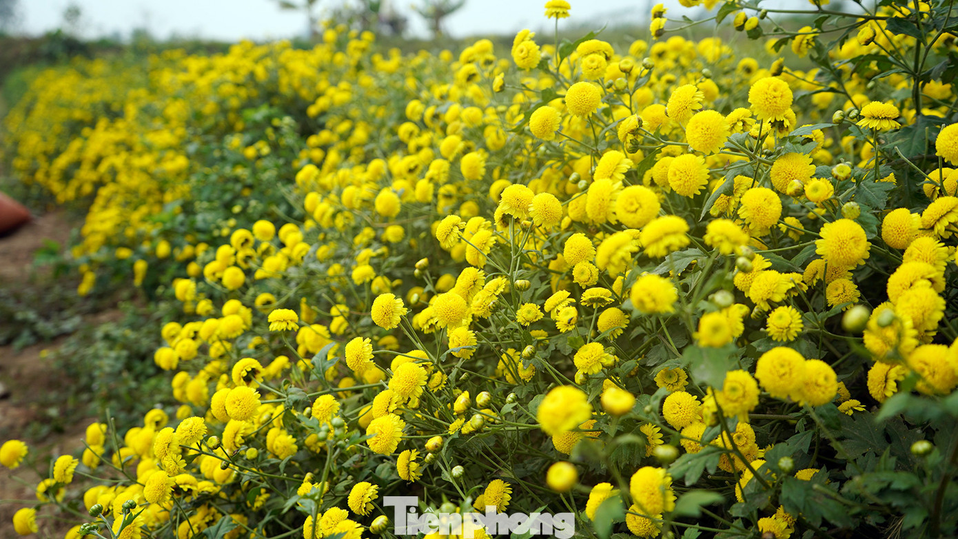 Loại cúc này thân mảnh, hoa nở thành chùm như những quả cầu vàng và có mùi thơm dịu.