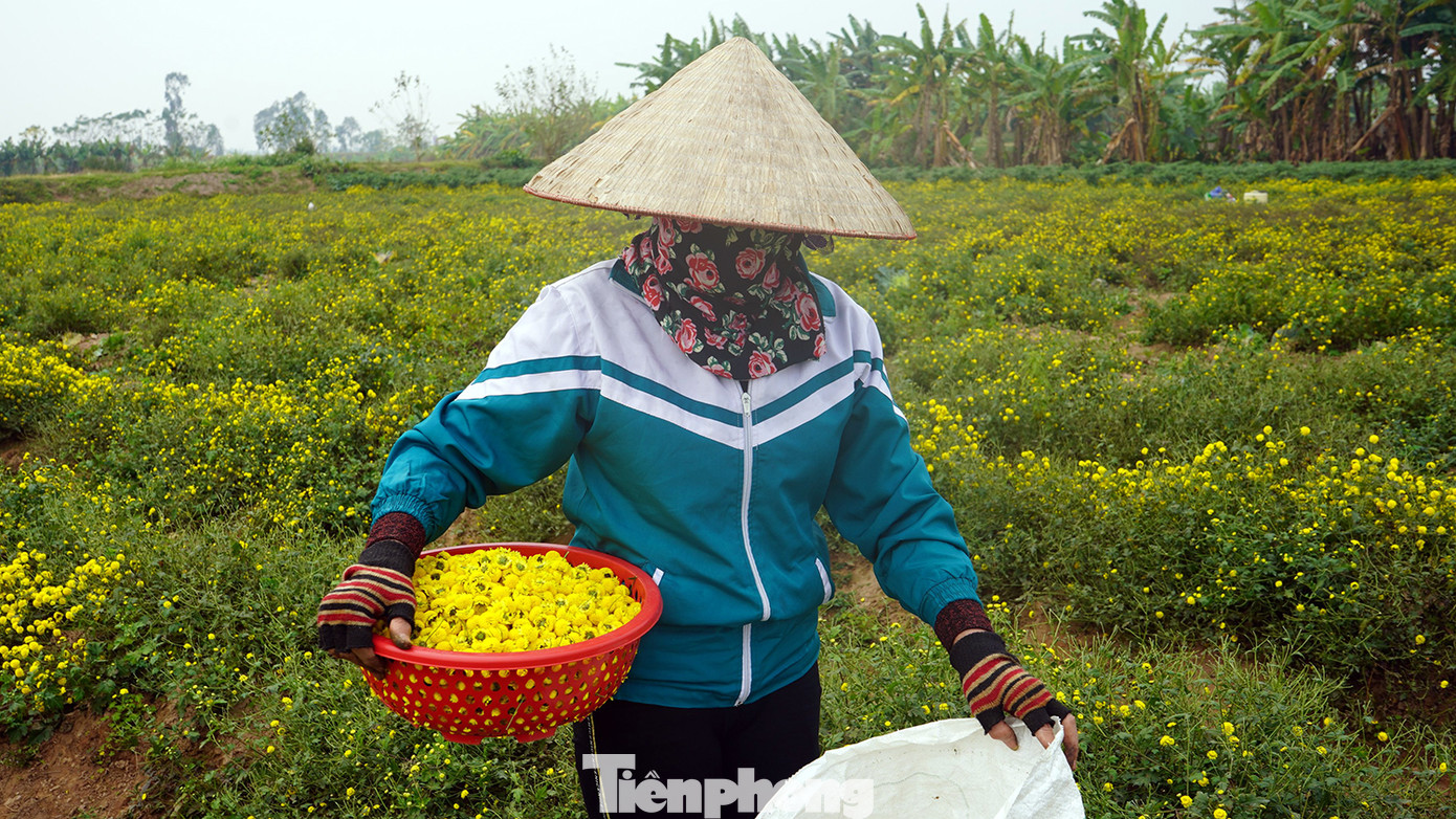 Dù sản lượng có giảm nhưng người dân trồng cúc chi tại xã Thắng Thủy (huyện Vĩnh Bảo) vẫn phấn khởi thu hoạch bởi giá thu mua tại vườn khoảng 60.000 đồng/kg hoa tươi, cao gần gấp 2 lần so với năm trước.