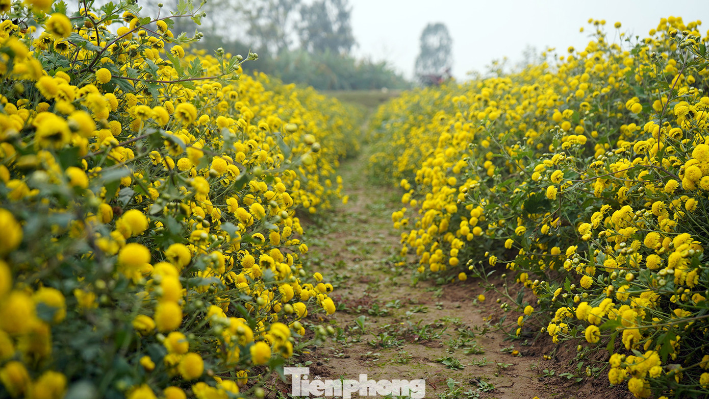 Bà Mùi cho biết, hoa cúc chịu được giá rét, không phải sử dụng thuốc trừ sâu và không bị chuột phá hoại mà chi phí ban đầu thấp. Thời gian thu hoạch kéo dài từ 30-45 ngày (khoảng tháng 11 đến tháng 2 năm sau).