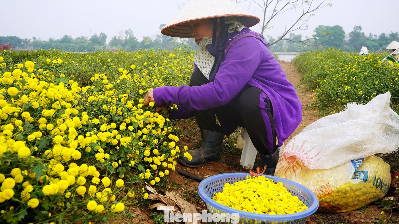 Bà Phạm Thị Mùi (trú xã Thắng Thủy) cho biết, vài năm trước Hợp tác xã sản xuất, kinh doanh dịch vụ nông nghiệp Thắng Thủy quy hoạch vùng sản xuất, vận động, hướng dẫn bà con trồng cúc tiến vua nên nhiều hộ đã thay đổi trồng giống hoa mới.