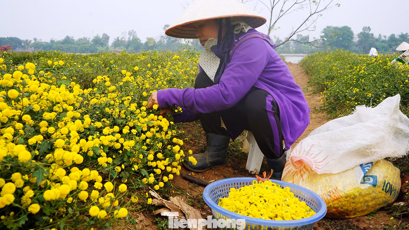 Bà Phạm Thị Mùi (trú xã Thắng Thủy) cho biết, vài năm trước Hợp tác xã sản xuất, kinh doanh dịch vụ nông nghiệp Thắng Thủy quy hoạch vùng sản xuất, vận động, hướng dẫn bà con trồng cúc tiến vua nên nhiều hộ đã thay đổi trồng giống hoa mới.