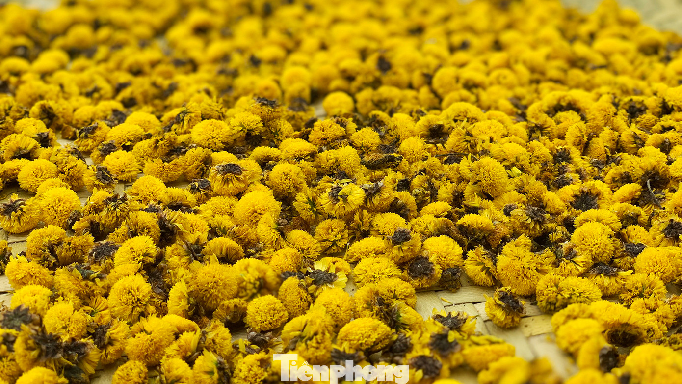 Hoa cúc chi khô được dùng để pha trà cúc với mật ong, táo đỏ và cam thảo. Đây là thức uống được người dân Hải Phòng rất ưa chuộng sử dụng giải nhiệt vào mùa hè hoặc uống nóng vào mùa đông. TP Hải Phòng cũng có nhiều tuyến phố nổi tiếng với món trà cúc - hạt dẻ.