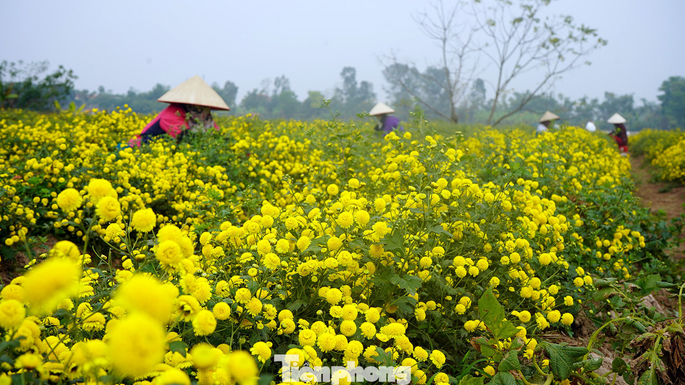 Khoảng thời từ tháng 11 đến tháng 2 năm sau, những cánh đồng tại xã Thắng Thủy (huyện Vĩnh Bảo) lại rực rỡ sắc vàng bởi những ruộng hoa cúc chi nở rộ. Thời điểm này cũng là lúc người dân tất bật thu hoạch.