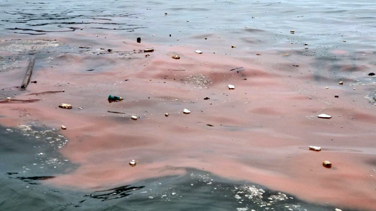 Cận cảnh rác thải và hiện tượng "thủy triều đỏ" tại Cát Bà.