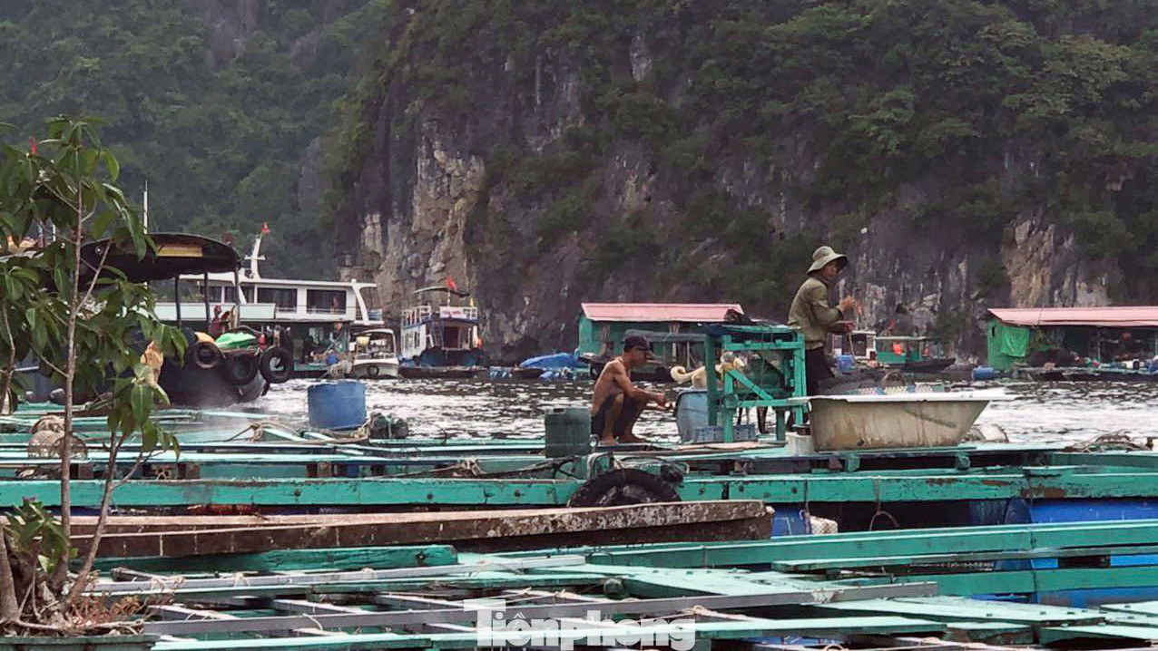 Theo UBND huyện Cát Hải, các tổ công tác địa phương đã trực tiếp xuống 134 cơ sở nuôi trồng thủy sản thông báo với 336 lao động về việc gia cố lồng bè và vận động sơ tán về vị trí tránh trú an toàn.