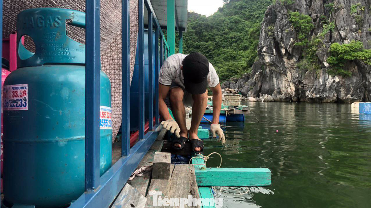 Ngư dân gia cố lồng bè nuôi trồng thủy sản trên các vịnh thuộc quần đảo Cát Bà. Ảnh: N.H Ngư dân gia cố lồng bè nuôi trồng thủy sản trên các vịnh thuộc quần đảo Cát Bà. Ảnh: N.H