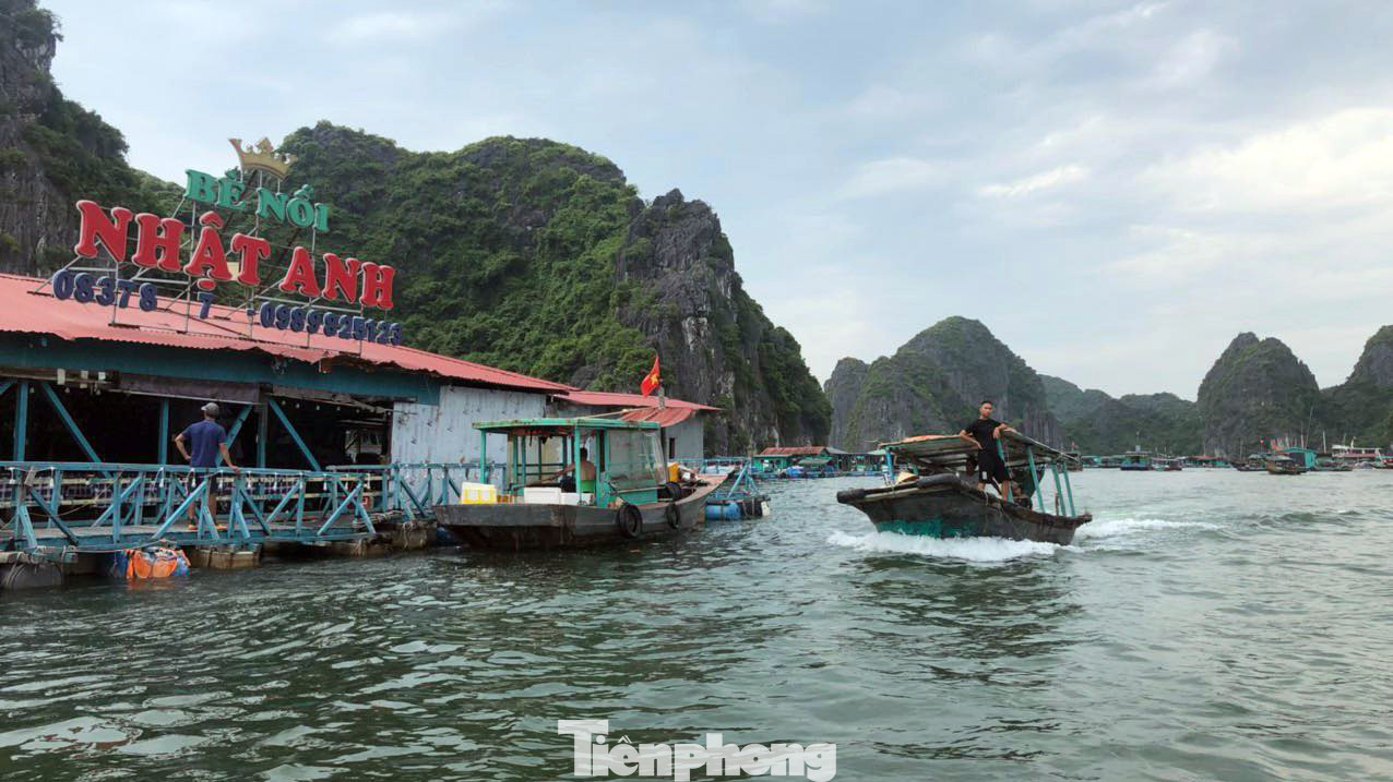 Theo ghi nhận của Tiền Phong chiều 17/7, lực lượng chức năng huyện Cát Hải (TP Hải Phòng) đã khẩn trương di dời các tàu thuyền du lịch, vận tải về nơi neo đậu an toàn.