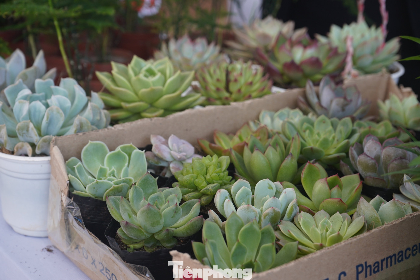 Nguyễn Thị Lê Dung, quản lý gian hàng “Đổi sách cũ lấy cây" chia sẻ, tùy trọng lượng sách, người đổi sẽ được nhận số lượng cây và loại cây tương ứng. Chỉ trong vòng 1 giờ buổi sáng mở cửa, gian hàng đã có 30 người mang sách tới đổi lấy cây xanh. Nhiều bạn trẻ rất hào hứng, thích thú với những chậu cây xinh xắn.