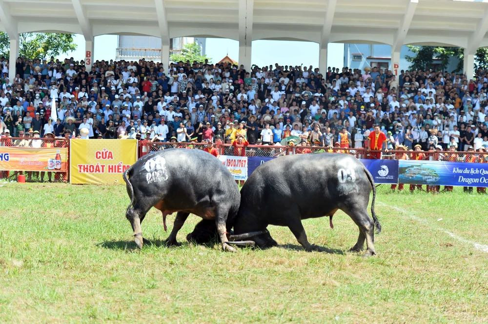 Trận chung kết giữa trâu 03 và 09. Trận chung kết giữa trâu 03 và 09.