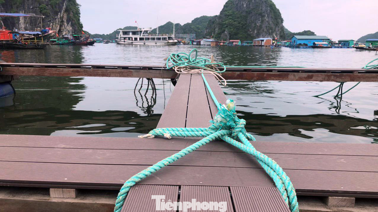 Hàng trăm ngư dân Cát Bà gia cố lồng bè nuôi cá chống bão Talim ảnh 3