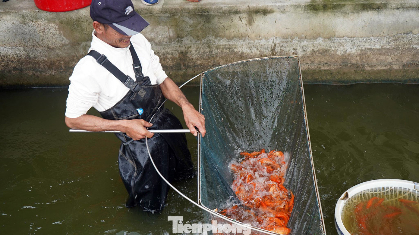 Ông Nguyễn Văn Lượng (ở làng Hội Am) chia sẻ, so với các giống cá khác, cá chép đỏ có thời gian nuôi và thu hoạch nhanh hơn; việc tiêu thụ cũng thuận lợi hơn do nhu cầu lớn dịp Tết ông Công, ông Táo. Ông Nguyễn Văn Lượng (ở làng Hội Am) chia sẻ, so với các giống cá khác, cá chép đỏ có thời gian nuôi và thu hoạch nhanh hơn; việc tiêu thụ cũng thuận lợi hơn do nhu cầu lớn dịp Tết ông Công, ông Táo.
