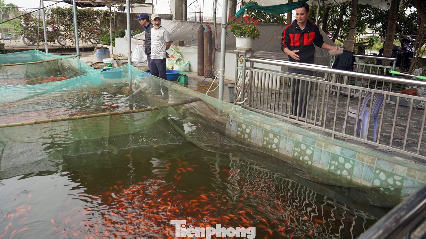 Những ngày cuối năm (từ khoảng 18-22 tháng Chạp), thương lái khắp các tỉnh tấp nập về làng cá chép Hội Am, xã Cao Minh (Vĩnh Bảo, Hải Phòng) chuẩn bị cá chép đỏ để phục vụ người dân ngày Tết ông Công, ông Táo. Những ngày cuối năm (từ khoảng 18-22 tháng Chạp), thương lái khắp các tỉnh tấp nập về làng cá chép Hội Am, xã Cao Minh (Vĩnh Bảo, Hải Phòng) chuẩn bị cá chép đỏ để phục vụ người dân ngày Tết ông Công, ông Táo.