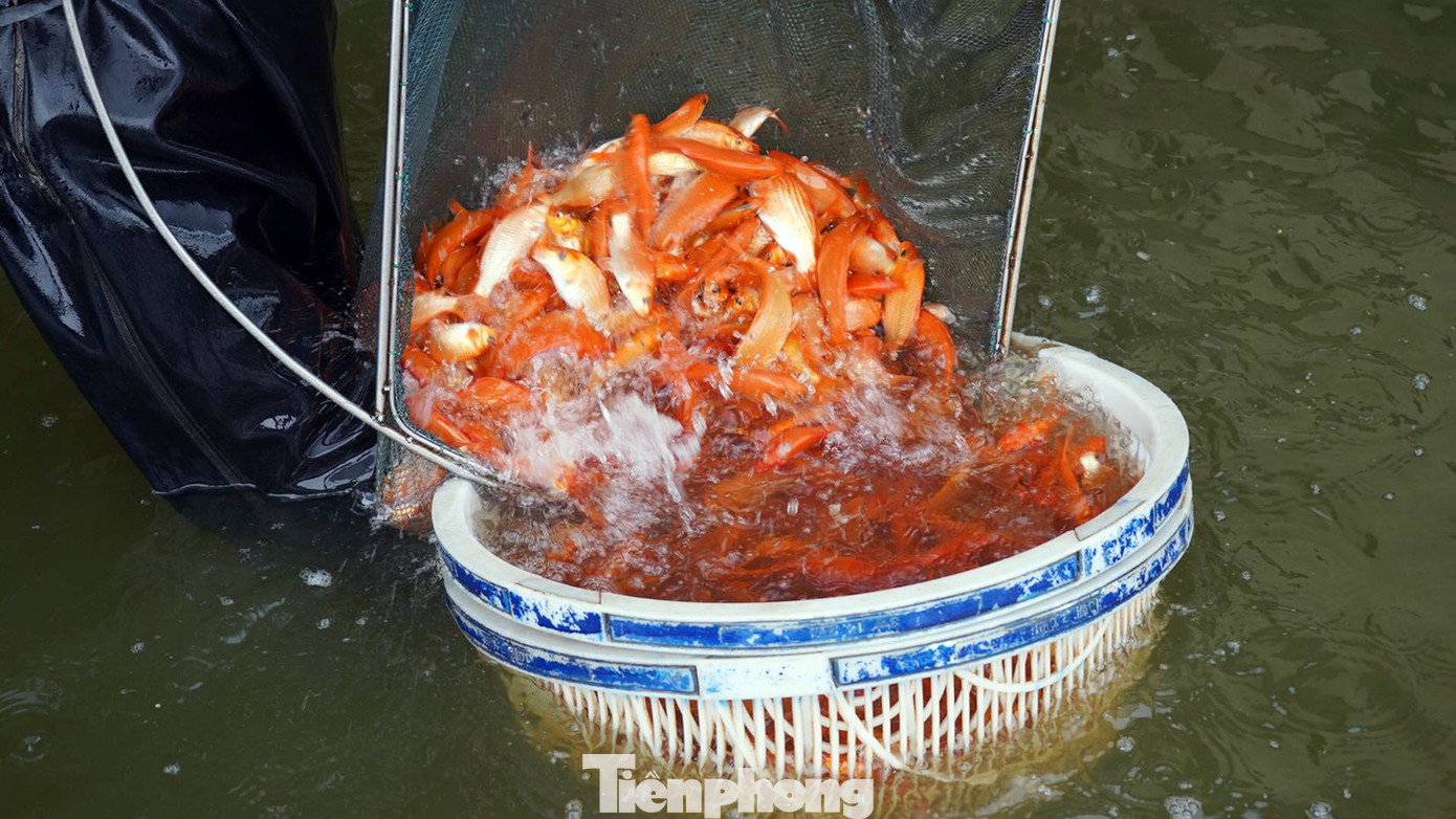 Ông Lượng chia sẻ, những ngày cận Tết ông Công, ông Táo, cả gia đình tập trung bắt cá từ ao lên rồi phân loại và thả ở vây lưới hoặc bể sục khí oxy chờ thương lái đến mua. Ông Lượng chia sẻ, những ngày cận Tết ông Công, ông Táo, cả gia đình tập trung bắt cá từ ao lên rồi phân loại và thả ở vây lưới hoặc bể sục khí oxy chờ thương lái đến mua.