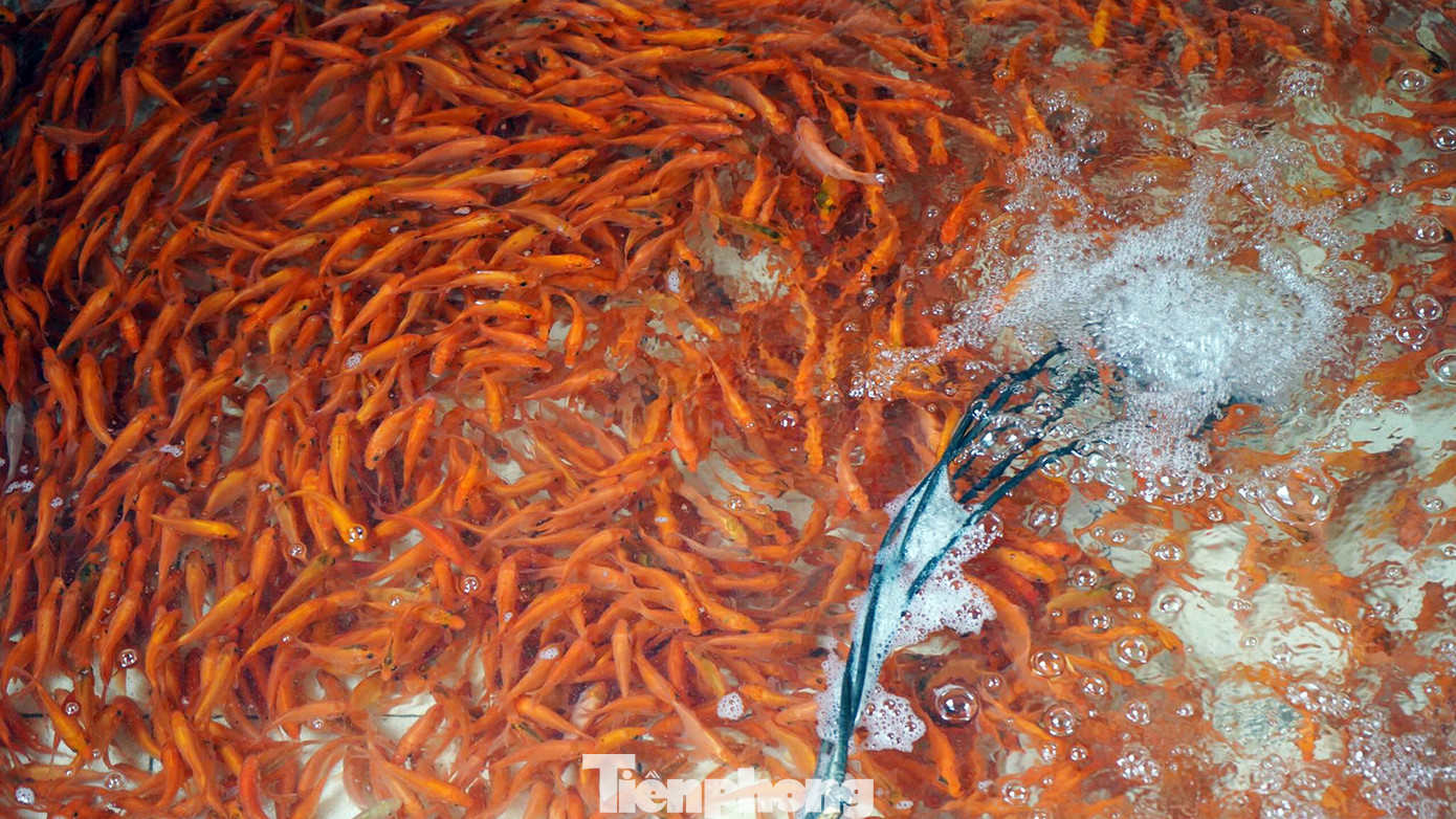 Thông tin từ UBND xã Cao Minh (huyện Vĩnh Bảo), địa phương có gần 300 hộ nuôi cá chép phục vụ mùa Tết ông Công, ông Táo. Thị trường chủ yếu tại Hải Phòng và các tỉnh lân cận. Thông tin từ UBND xã Cao Minh (huyện Vĩnh Bảo), địa phương có gần 300 hộ nuôi cá chép phục vụ mùa Tết ông Công, ông Táo. Thị trường chủ yếu tại Hải Phòng và các tỉnh lân cận.