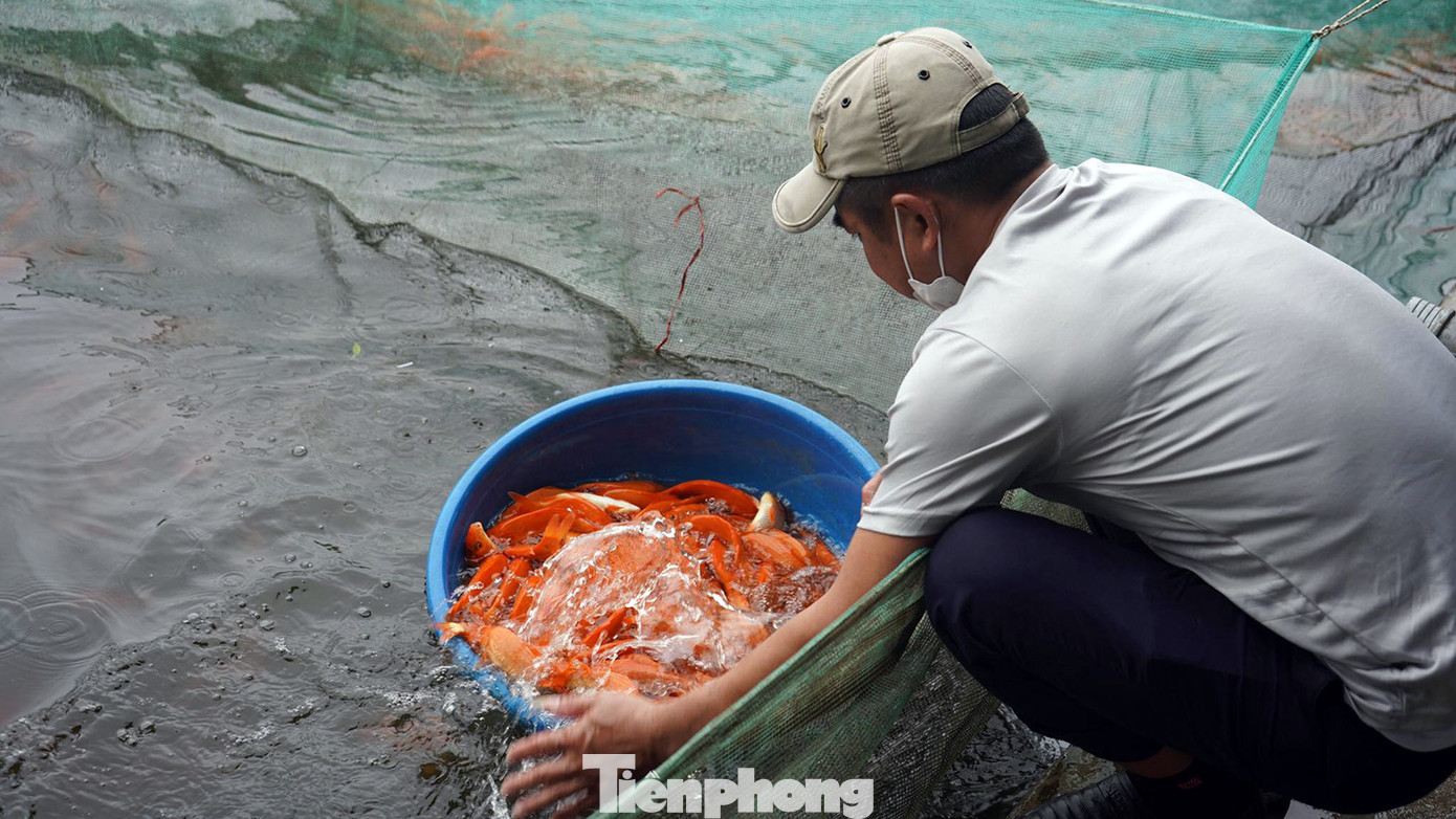 Ông Vũ Văn Quyết (ở làng Hội Am) cho biết, năm nay bà con được mùa, thu hoạch bình quân từ 170-200kg/sào ao. Gia đình ông có 1 mẫu ao thả cá chép, ước tính thu hoạch từ 1,2-2 tấn cá. Ông Vũ Văn Quyết (ở làng Hội Am) cho biết, năm nay bà con được mùa, thu hoạch bình quân từ 170-200kg/sào ao. Gia đình ông có 1 mẫu ao thả cá chép, ước tính thu hoạch từ 1,2-2 tấn cá.