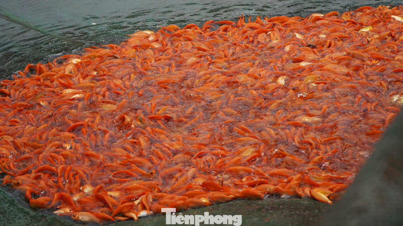 Cá chép làng Hội Am (huyện Vĩnh Bảo) được thương lái ưa chuộng do có nhiều chủng loại, màu sắc đỏ đậm tự nhiên, mẫu mã đẹp và giá cả hợp lý. Cá chép làng Hội Am (huyện Vĩnh Bảo) được thương lái ưa chuộng do có nhiều chủng loại, màu sắc đỏ đậm tự nhiên, mẫu mã đẹp và giá cả hợp lý.