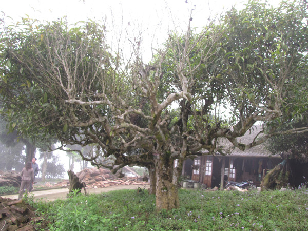 Những cây chè cổ thụ trên đỉnh Suối Giàng