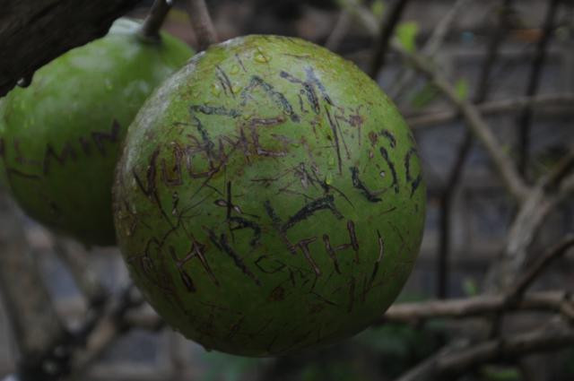 Ngoài ra, những quả đào tiên nằm trong khuôn viên chùa cũng bị du khách viết tên mình lên, trông rất phản cảm