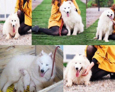 Chăm sóc chó mèo là một hướng đi thông minh với những bạn đang theo học chuyên ngành thú y. Chăm sóc chó mèo là một hướng đi thông minh với những bạn đang theo học chuyên ngành thú y