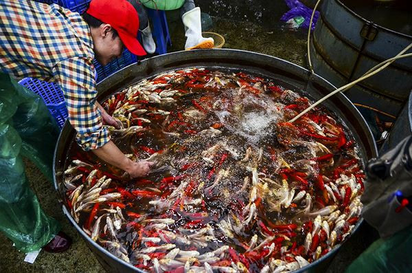 Đỏ rực chợ cá chép lớn nhất Thủ đô trước ngày ông Táo ảnh 12