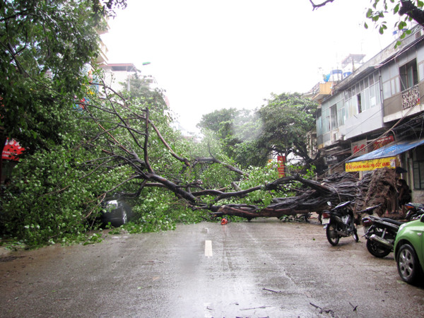Hiện trường cây bồ đề đổ chắn ngang phố Hòa Mã