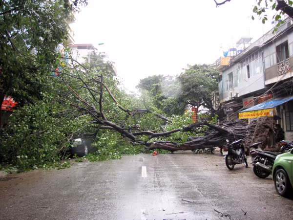 Hiện trường cây bồ đề đổ chắn ngang phố Hòa Mã