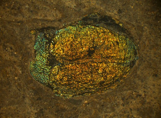 Hóa thạch tìm thấy ở Mansell, Đức có niên đại 47 triệu năm trước