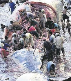 Săn bắt cá voi như thời kỳ … đồ đá ảnh 4 Săn bắt cá voi như thời kỳ … đồ đá ảnh 4