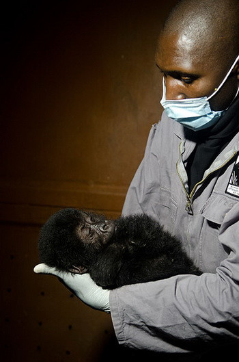 Nhân viên chăm sóc động vật tại Trung tâm Senkwekwe bế khỉ đột Grauer trên tay