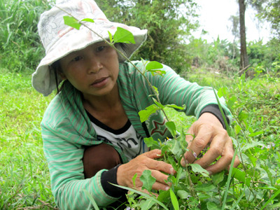 Một nhánh cây cà gai leo sót lại sau vườn nhà chị Nguyễn Thị Nhàn. Một nhánh cây cà gai leo sót lại sau vườn nhà chị Nguyễn Thị Nhàn