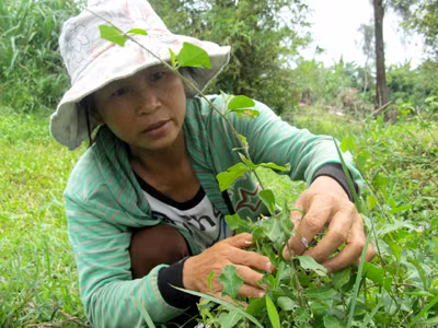 Một nhánh cây cà gai leo sót lại sau vườn nhà chị Nguyễn Thị Nhàn