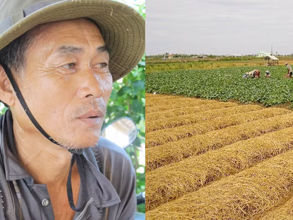Ông chủ Nguyễn Văn Quang trắng tay nay phải nhận tiền trợ cấp Vuông tôm ven biển Bạc Liêu nay trở thành ruộng rau. Ảnh: N.T.H