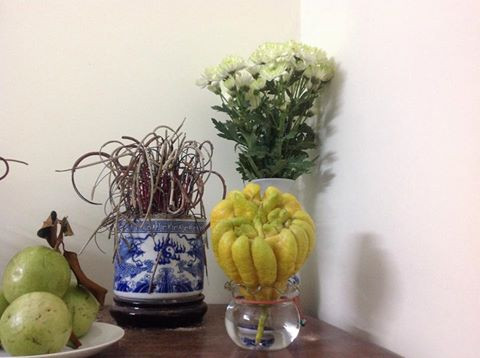 Quả phật thủ khi ngâm nước sẽ ra rễ