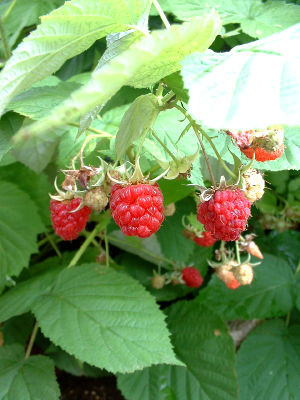 Những bài thuốc hiệu nghiệm từ loại trái cây giúp quý ông “bảo dưỡng” năng lực phòng the 2