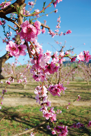 Hoa đào, hoa mai - Vị thuốc của mùa xuân