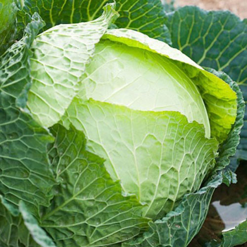 Thực phẩm giúp chị em giảm cân ngày Tết ảnh 5